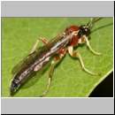 Perithous cf scurra - Schlupfwespe 12e 9mm-fdet03.jpg